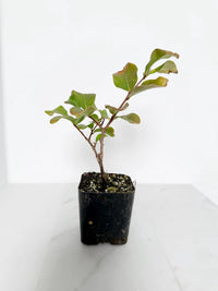 Tuscarora Crape Myrtle – Live Pink Flower Tree Starter Plant