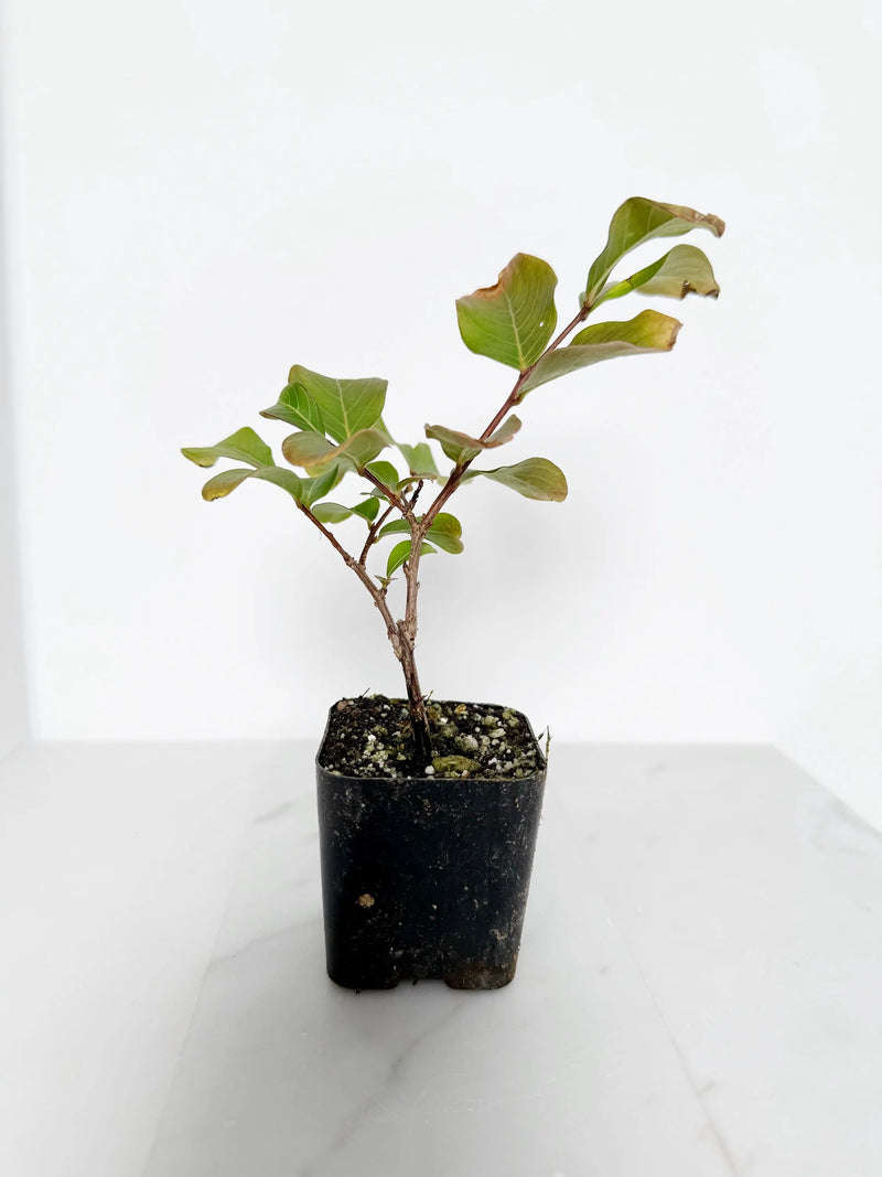 Tuscarora Crape Myrtle – Live Pink Flower Tree Starter Plant