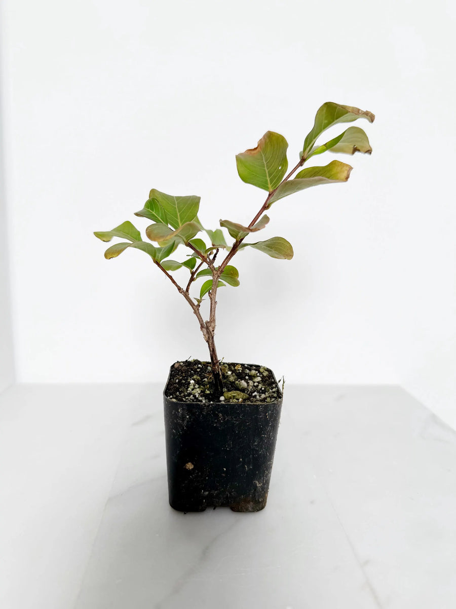 Tuscarora Crape Myrtle – Live Pink Flower Tree Starter Plant