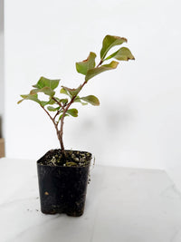 Tuscarora Crape Myrtle – Live Pink Flower Tree Starter Plant