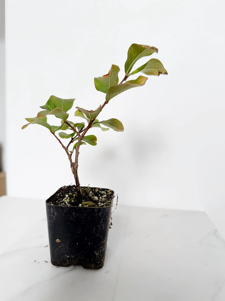 Tuscarora Crape Myrtle – Live Pink Flower Tree Starter Plant