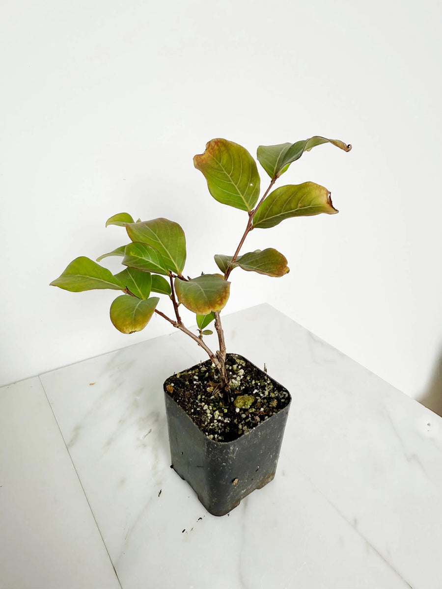 Tuscarora Crape Myrtle – Live Pink Flower Tree Starter Plant