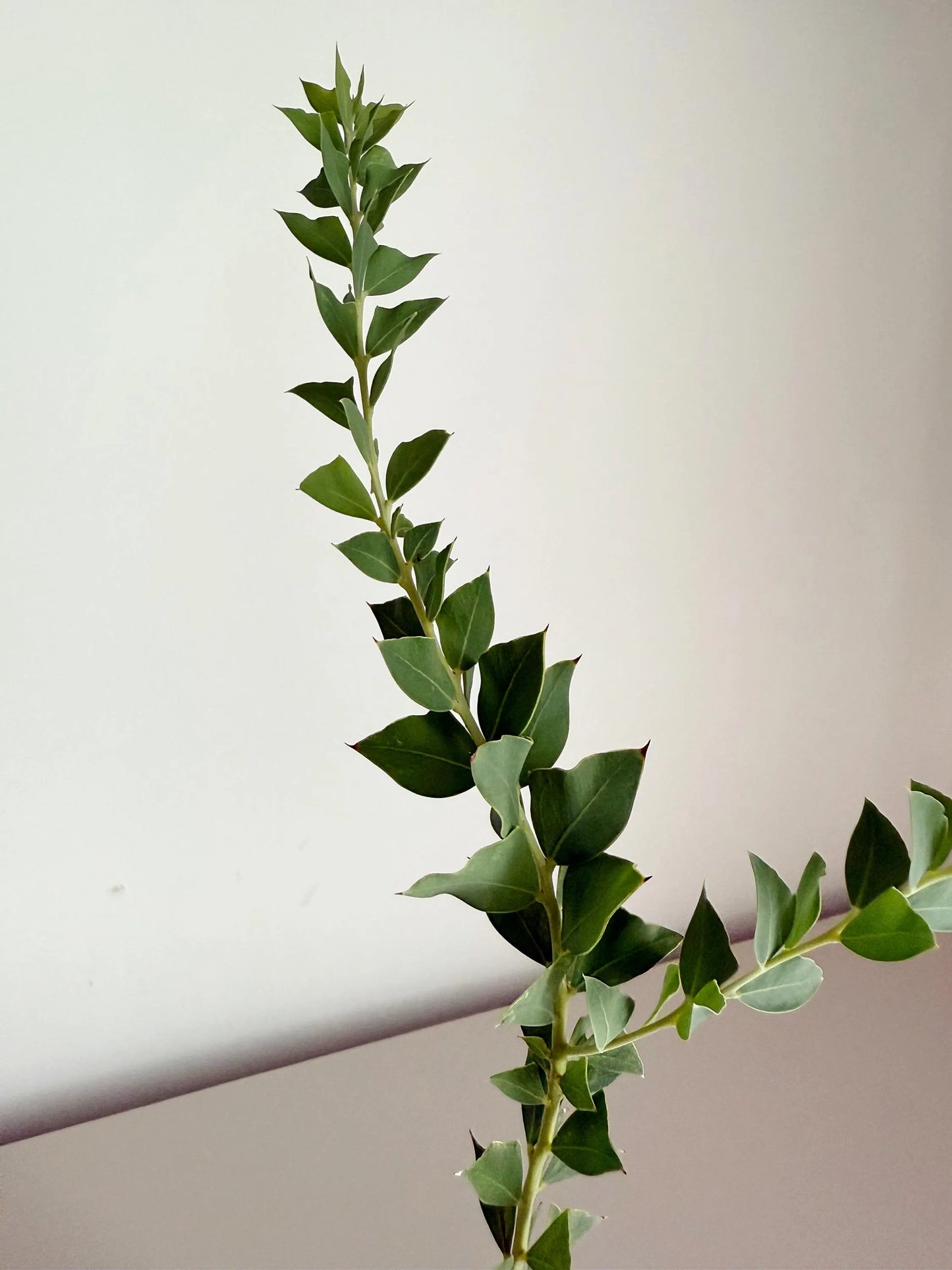 Yellow Fragrant Acacia Bonsai Tree – Evergreen Garden Starter Plant