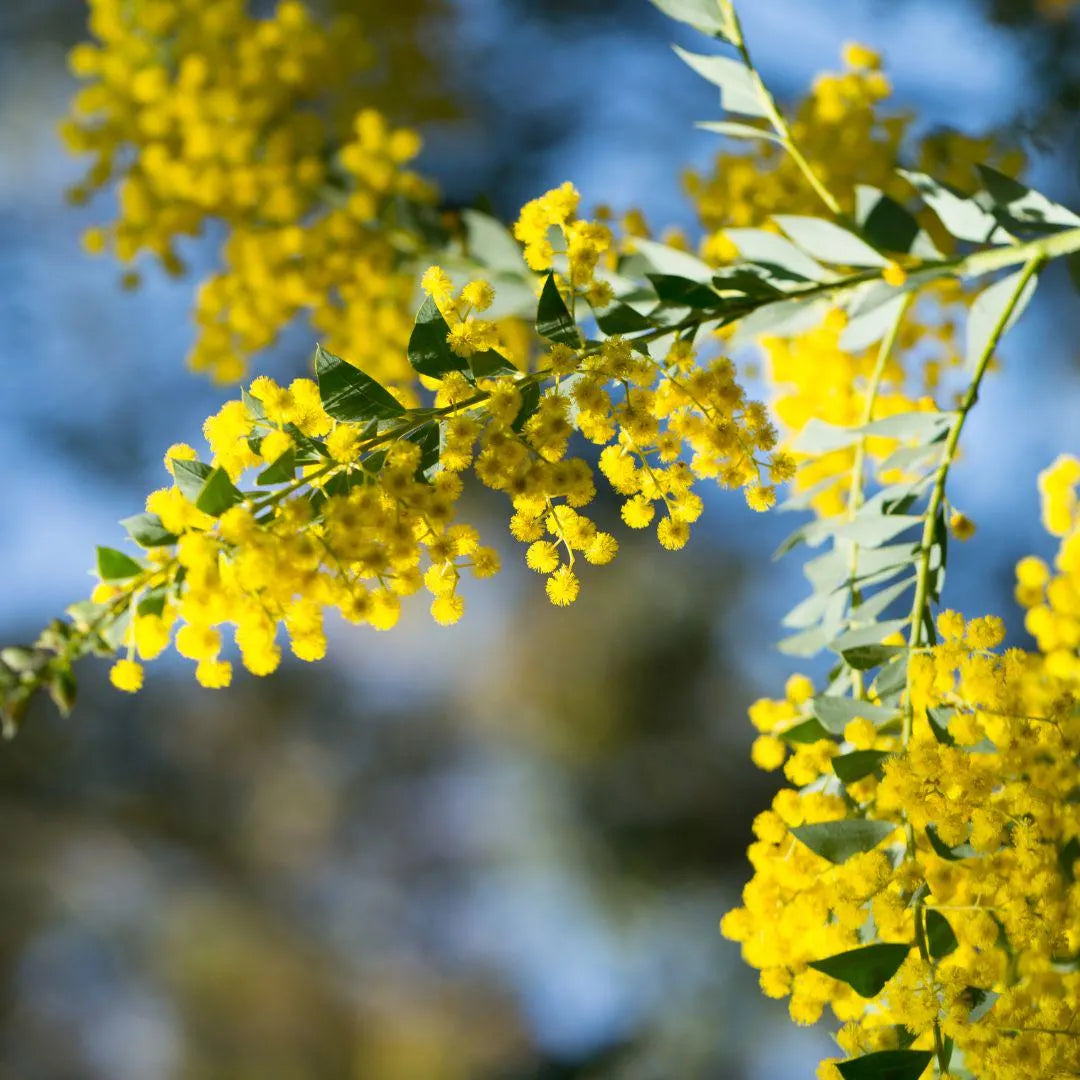 Yellow Fragrant Acacia Bonsai Tree – Evergreen Garden Starter Plant