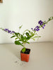 Blue Flower Sapphire Showers Duranta Repens – Shrub for Garden