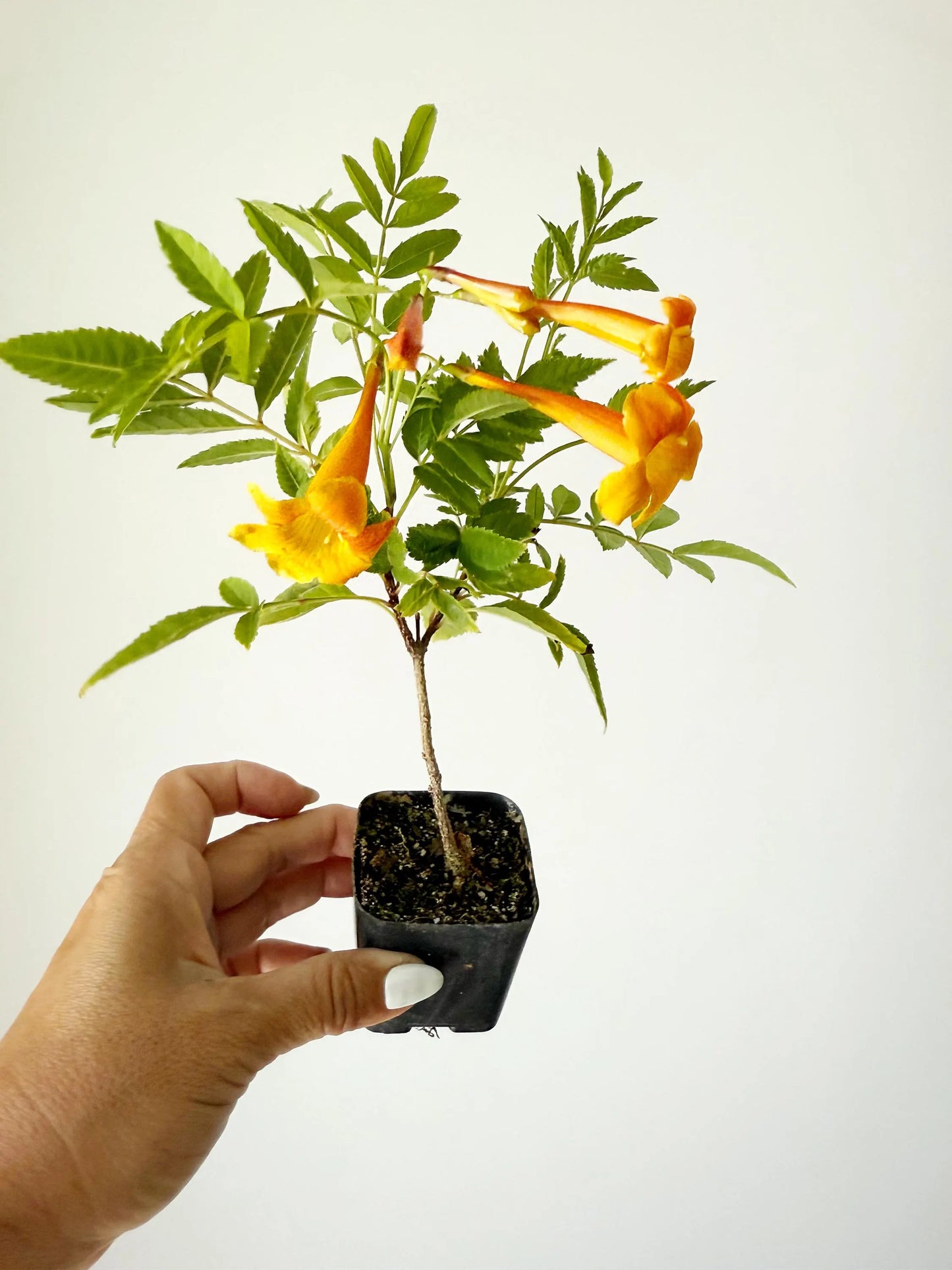 Tecoma Orange Jubilee Flower – Live Starter Plant for Garden