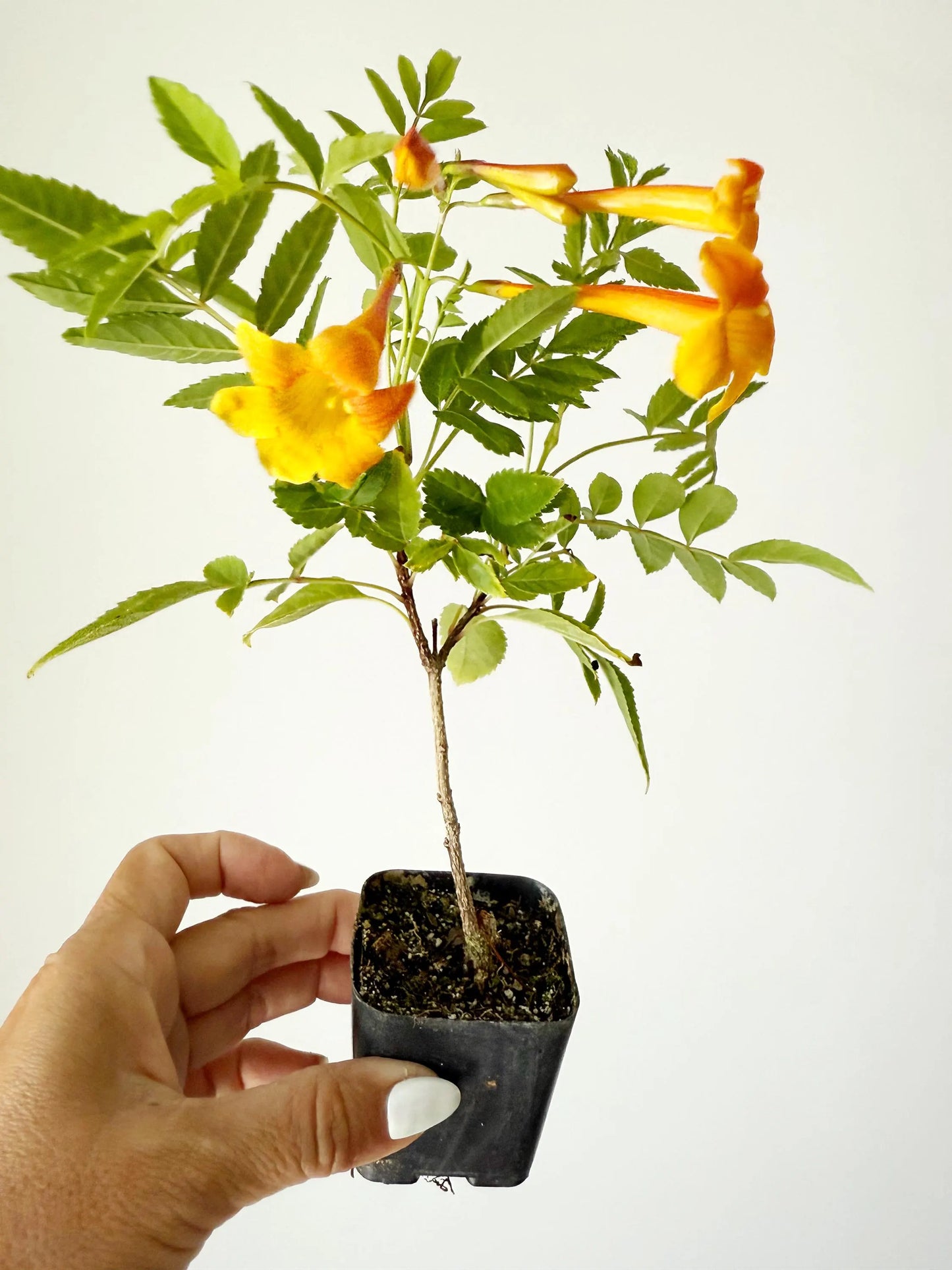 Tecoma Orange Jubilee Flower – Live Starter Plant for Garden