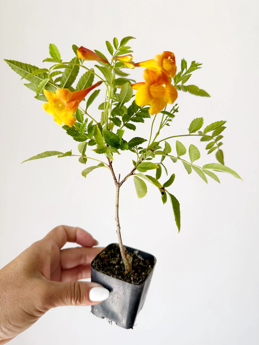 Tecoma Orange Jubilee Flower – Live Starter Plant for Garden