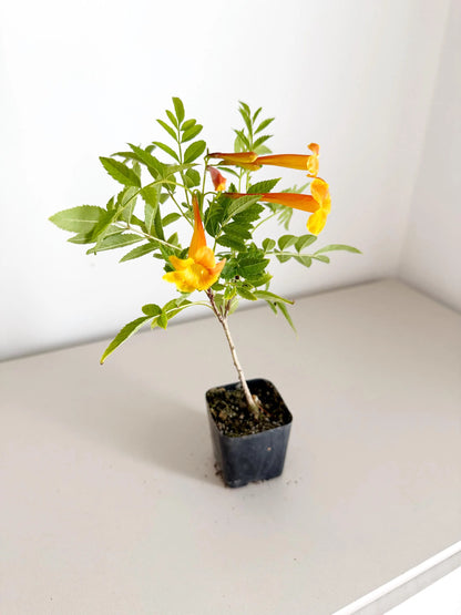 Tecoma Orange Jubilee Flower – Live Starter Plant for Garden