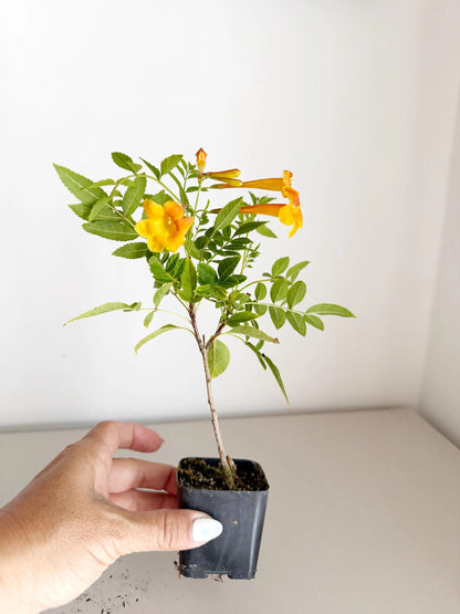 Tecoma Orange Jubilee Flower – Live Starter Plant for Garden