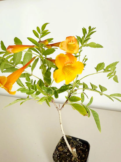 Tecoma Orange Jubilee Flower – Live Starter Plant for Garden