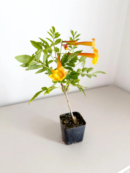 Tecoma Orange Jubilee Flower – Live Starter Plant for Garden