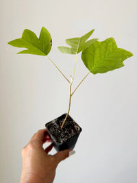 Tulip Tree Liriodendron Tulipifera – Live Starter Plant for Garden