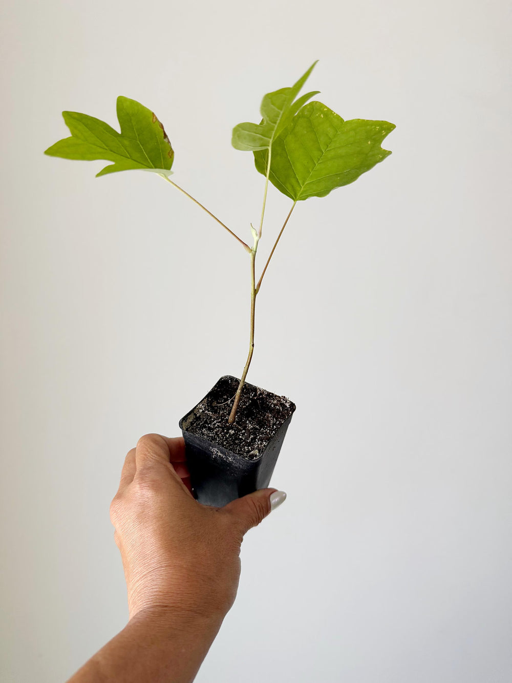 Tulip Tree Liriodendron Tulipifera – Live Starter Plant for Garden