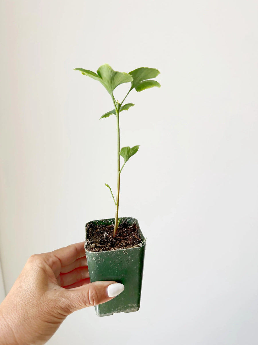 Ginkgo Biloba Starter Tree – Live Maidenhair Sapling