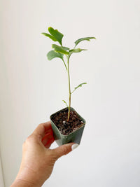 Ginkgo Biloba – Hardy Deciduous Starter Tree