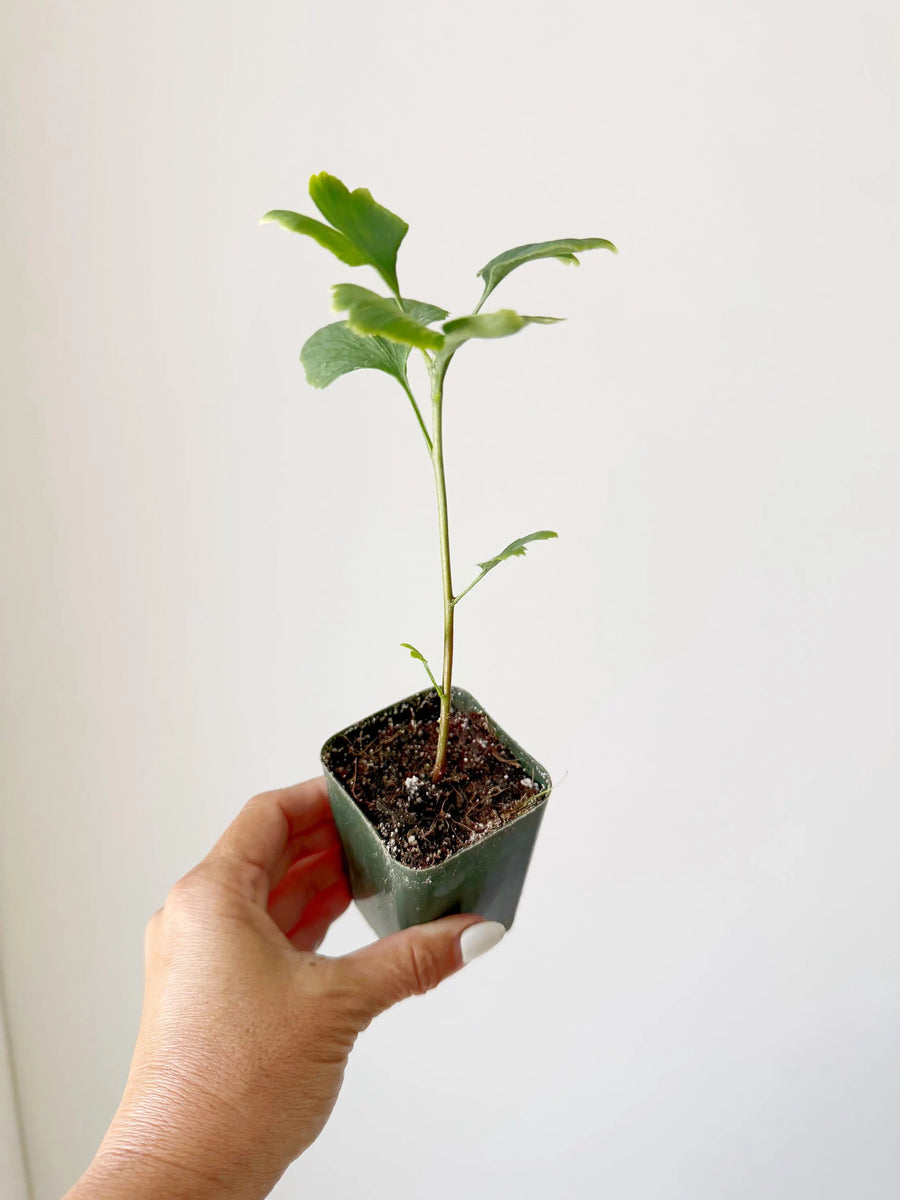 Ginkgo Biloba Starter Tree – Live Maidenhair Sapling