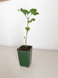 Ginkgo Biloba – Hardy Deciduous Starter Tree