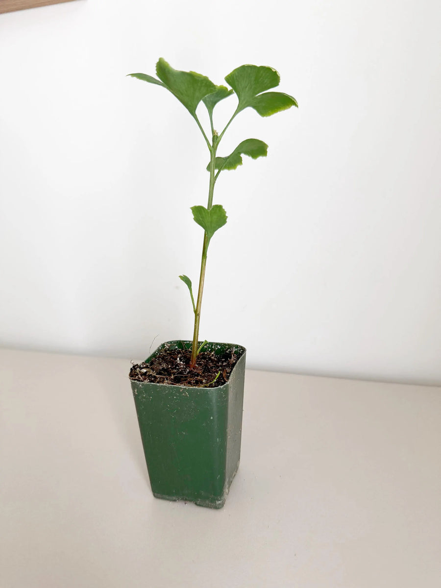 Ginkgo Biloba Starter Tree – Live Maidenhair Sapling