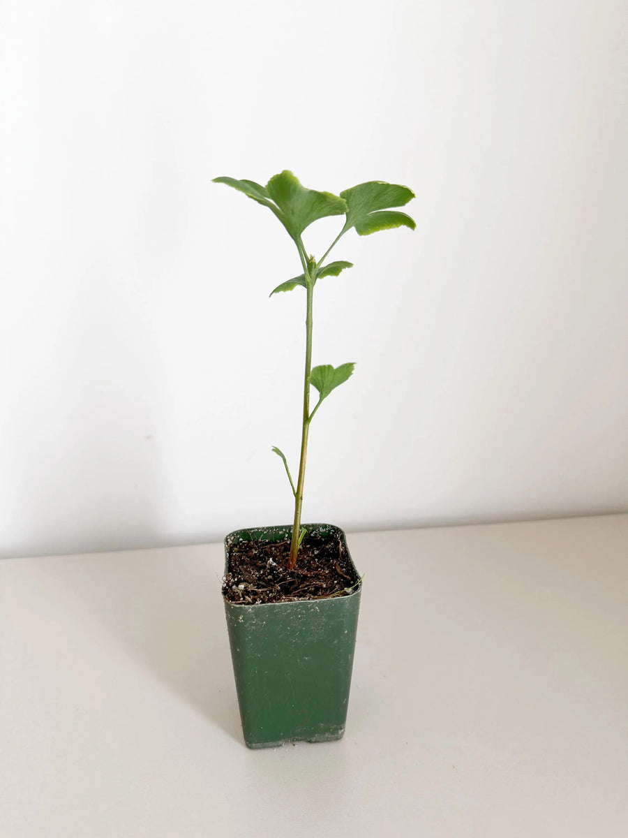 Ginkgo Biloba Starter Tree – Live Maidenhair Sapling