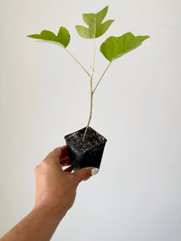 Tulip Tree Liriodendron Tulipifera – Live Starter Plant for Garden