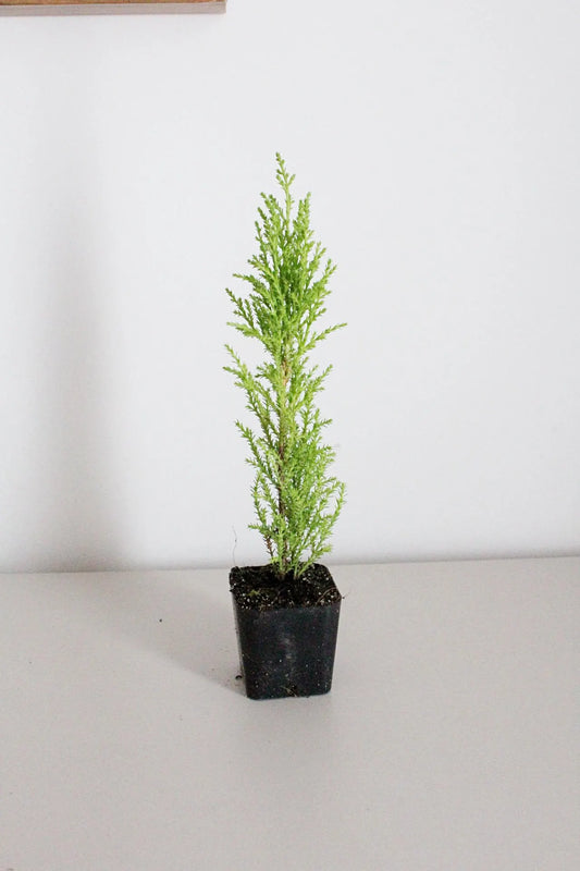 Lemon Scented Cypress Bonsai Tree – Evergreen Starter Tree for Garden