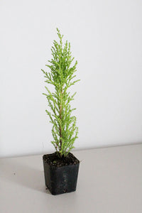 Lemon Scented Cypress Bonsai Tree – Evergreen Starter Tree for Garden