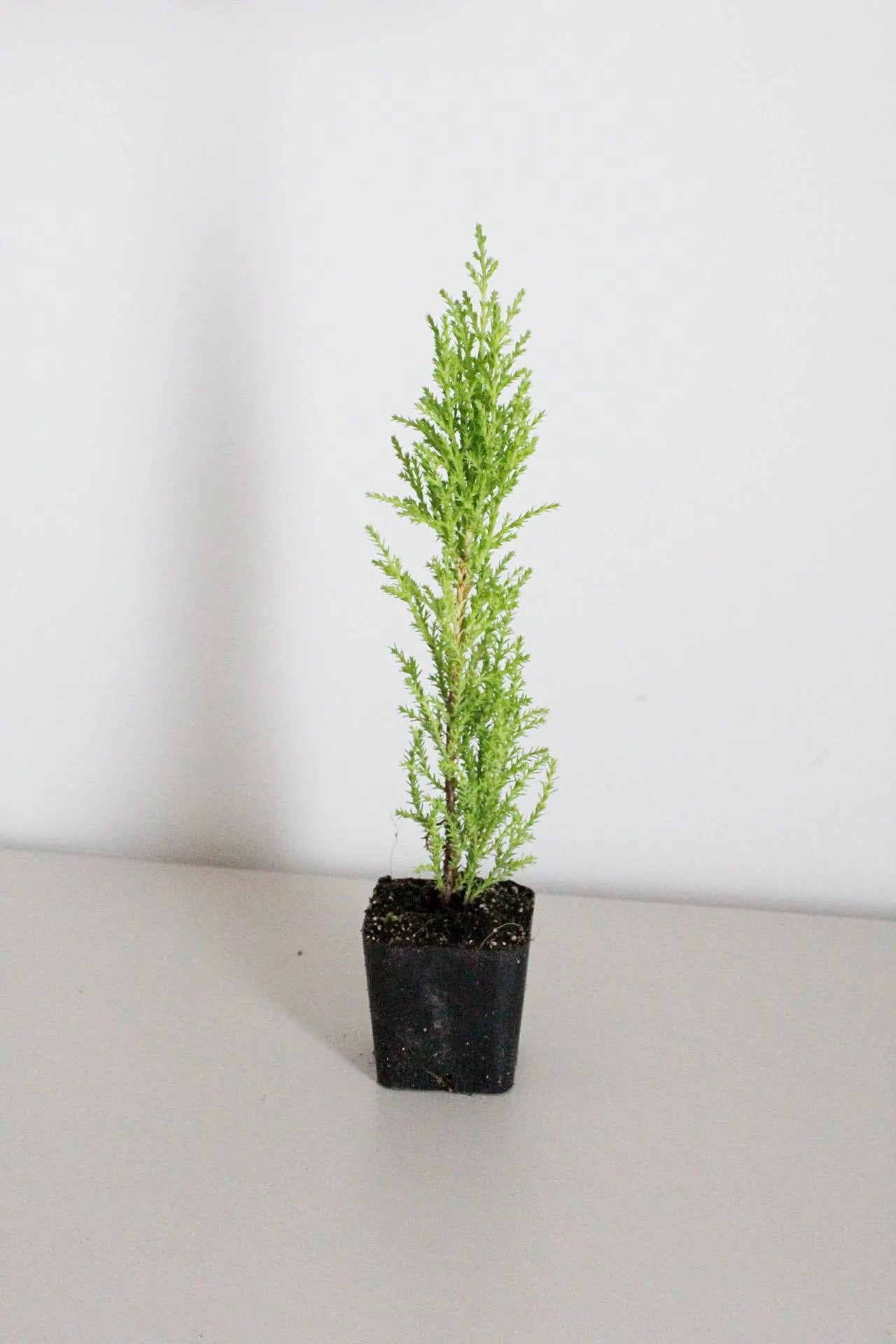 Lemon Scented Cypress Bonsai Tree – Evergreen Starter Tree for Garden