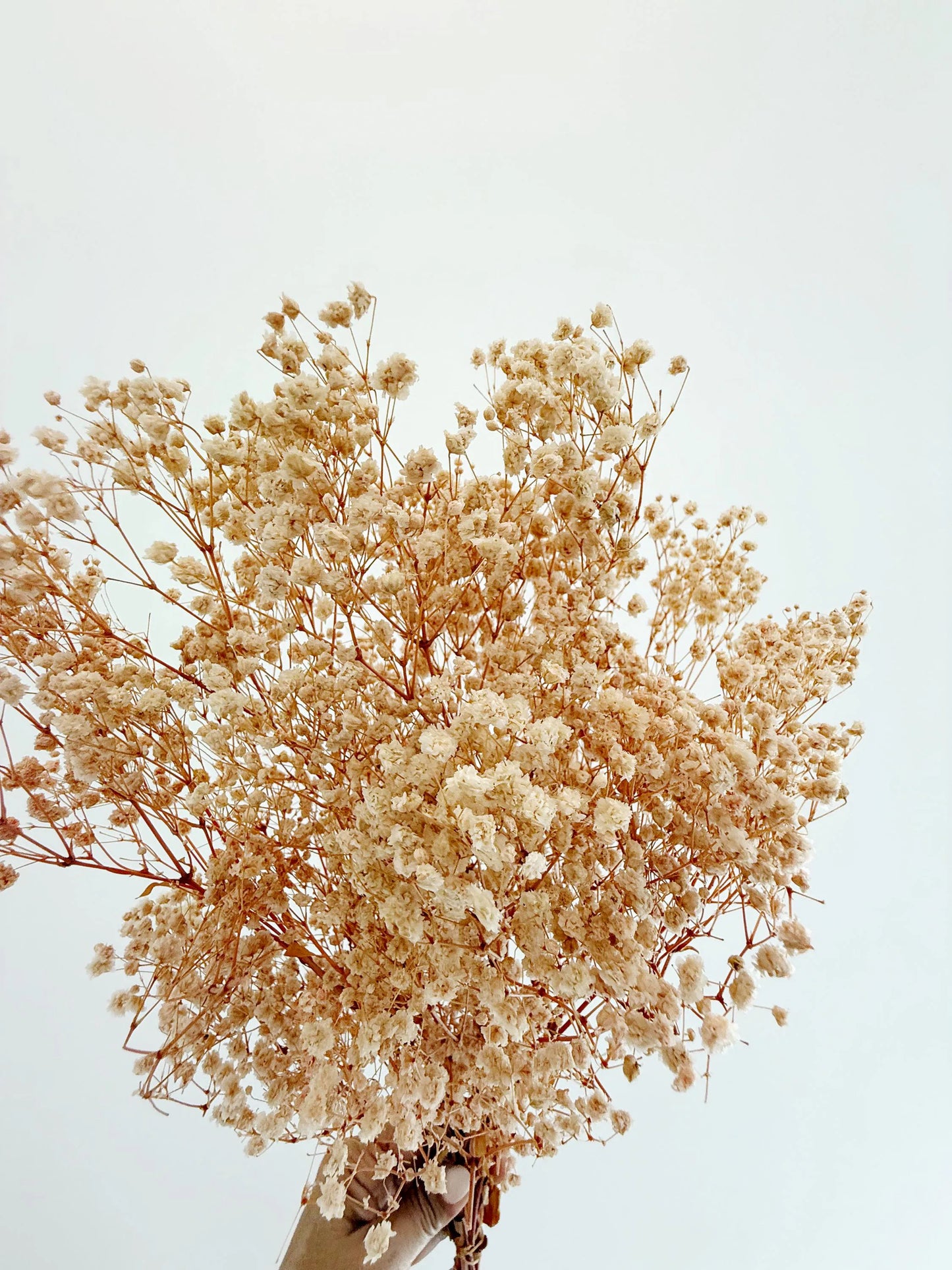 Pink Baby’s Breath – Dried Floral Arrangement