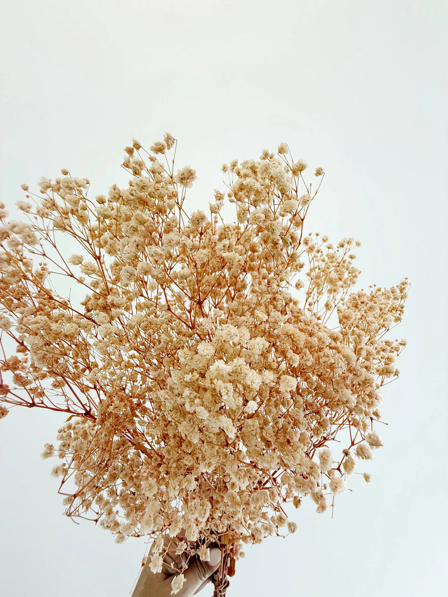 Pink Baby’s Breath – Dried Floral Arrangement