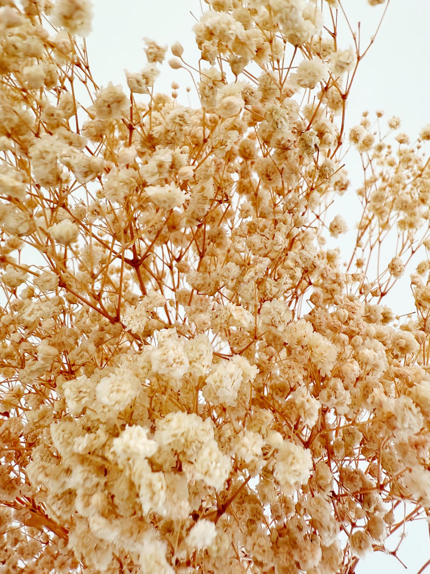 Pink Baby’s Breath – Dried Floral Arrangement