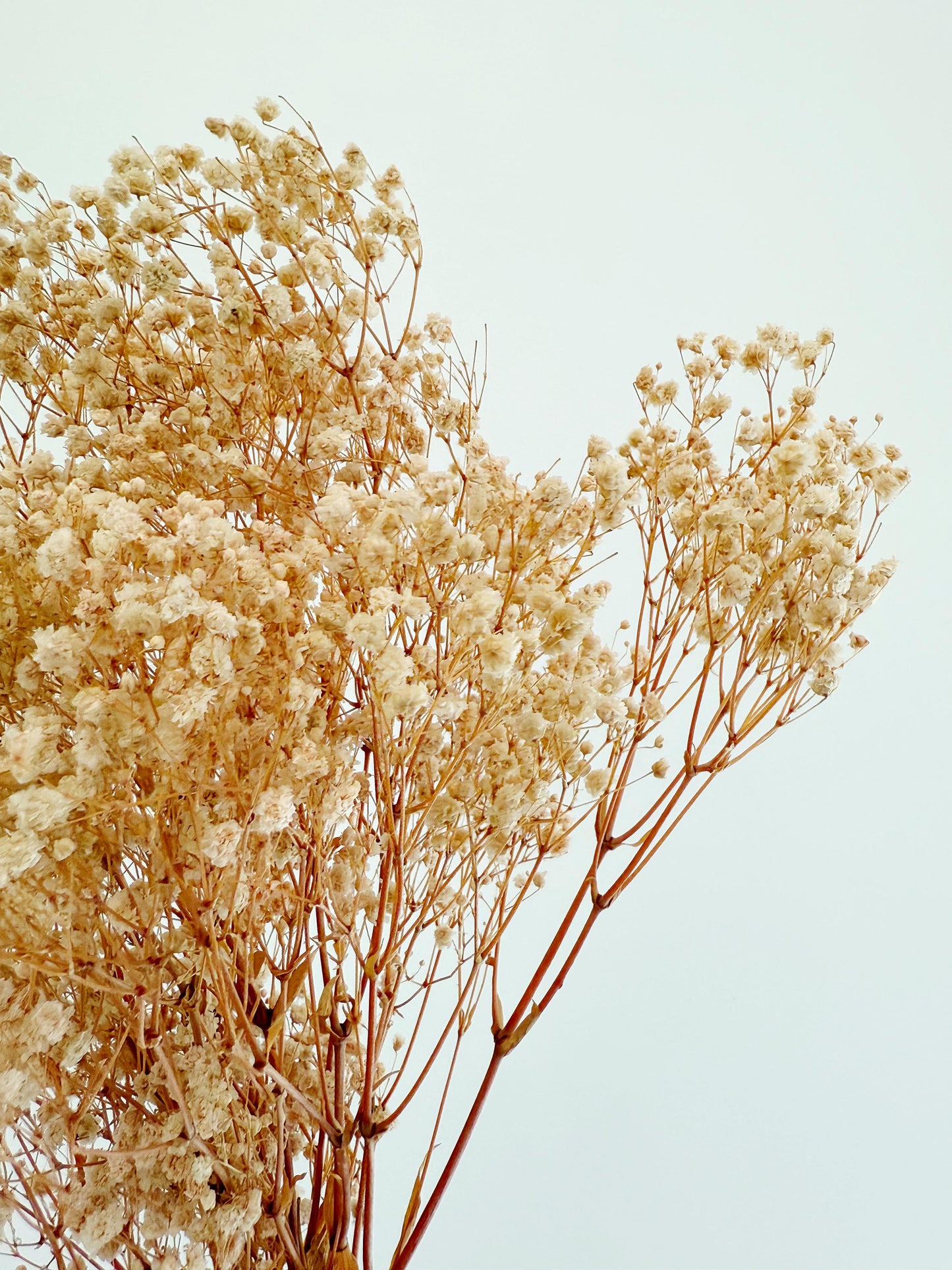 Pink Baby’s Breath – Dried Floral Arrangement