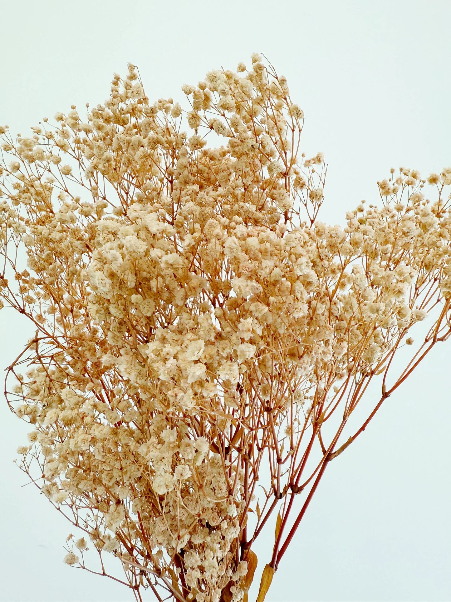 Pink Baby’s Breath – Dried Floral Arrangement