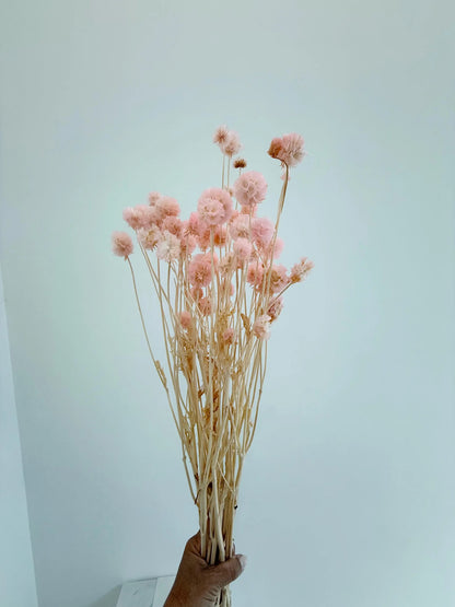 Pink Scabiosa Stellata – Dried Flower Arrangement