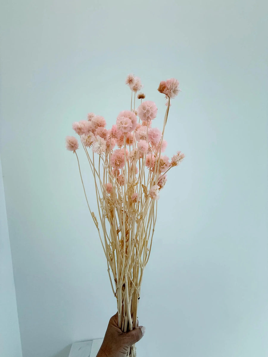 Pink Scabiosa Stellata – Dried Flower Arrangement