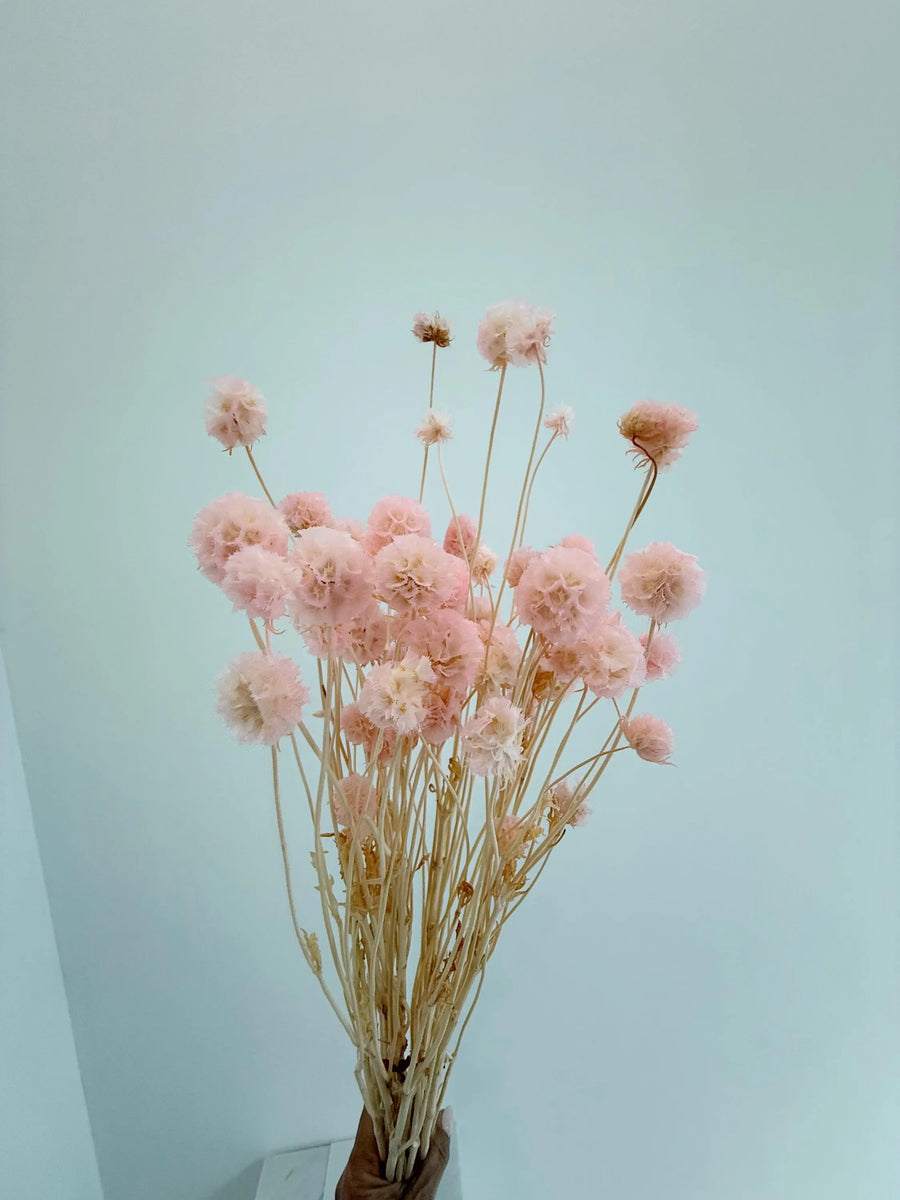 Pink Scabiosa Stellata – Dried Flower Arrangement