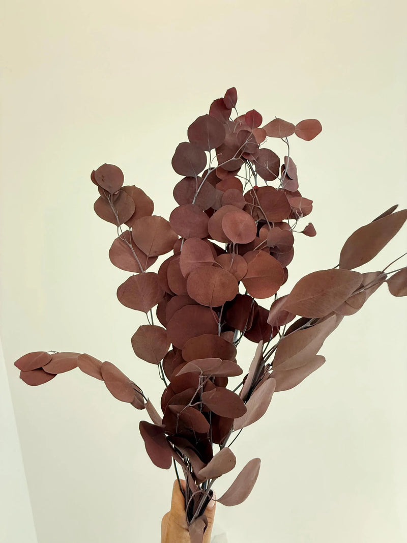 Burgundy Eucalyptus Stem – Dried Floral Arrangement