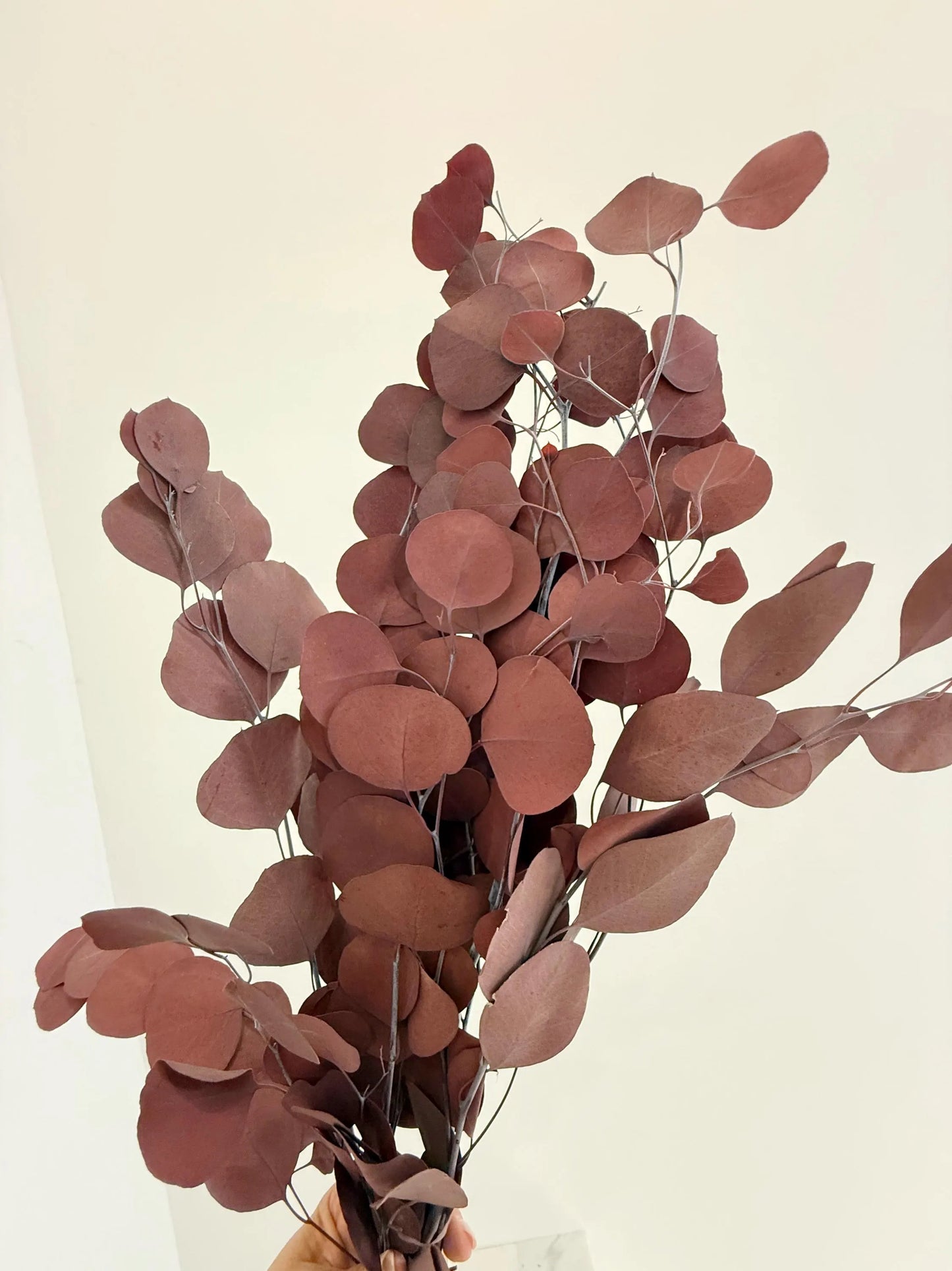 Burgundy Eucalyptus Stem – Dried Floral Arrangement