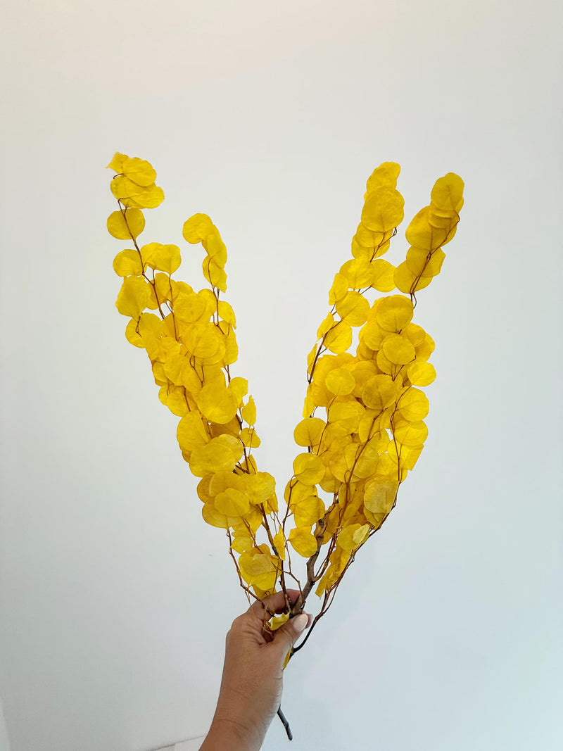 Yellow Eucalyptus Stem – Dried Floral Arrangement