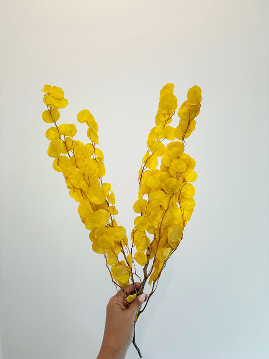 Yellow Eucalyptus Stem – Dried Floral Arrangement
