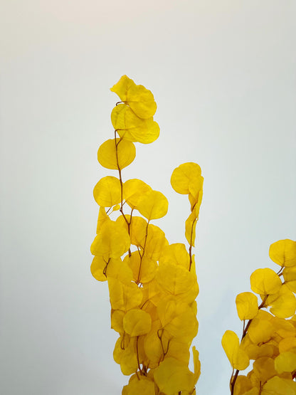 Yellow Eucalyptus Stem – Dried Floral Arrangement
