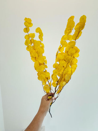 Yellow Eucalyptus Stem – Dried Floral Arrangement