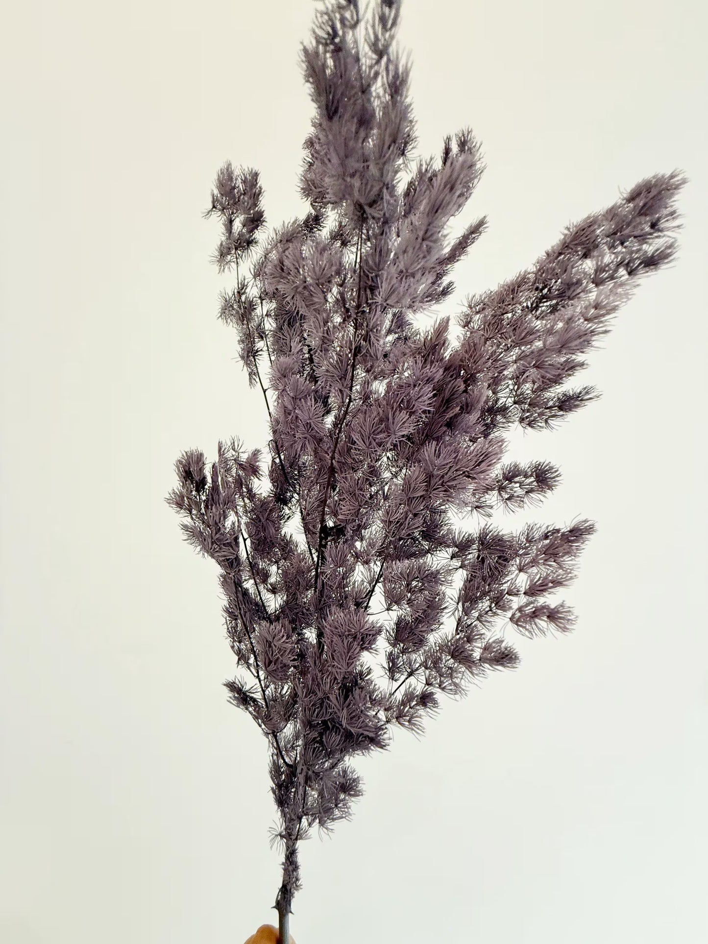 Purple Asparagus Stem – Dried Floral Arrangement