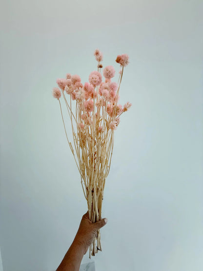 Pink Scabiosa Stellata – Dried Flower Arrangement