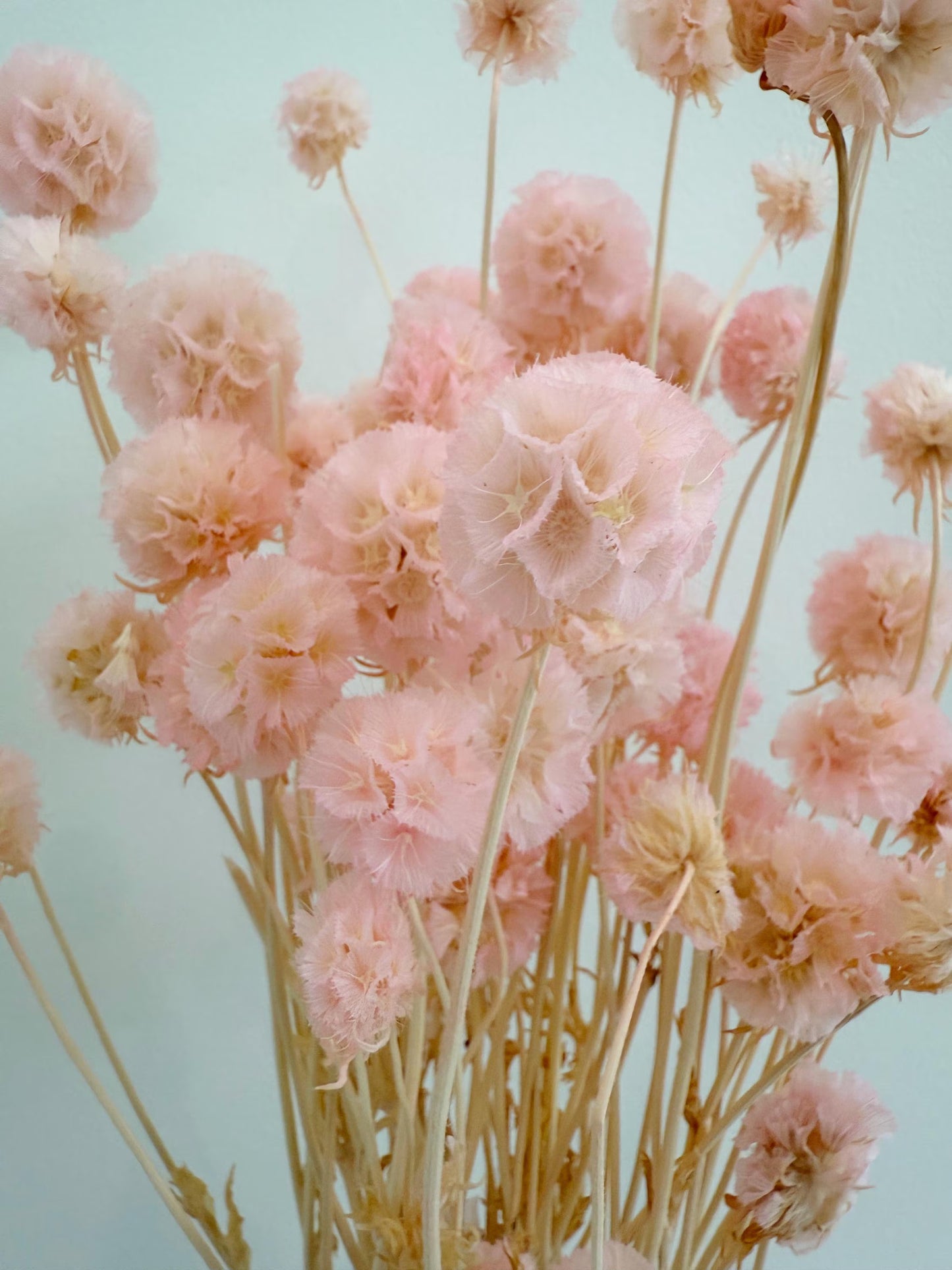 Pink Scabiosa Stellata – Dried Flower Arrangement