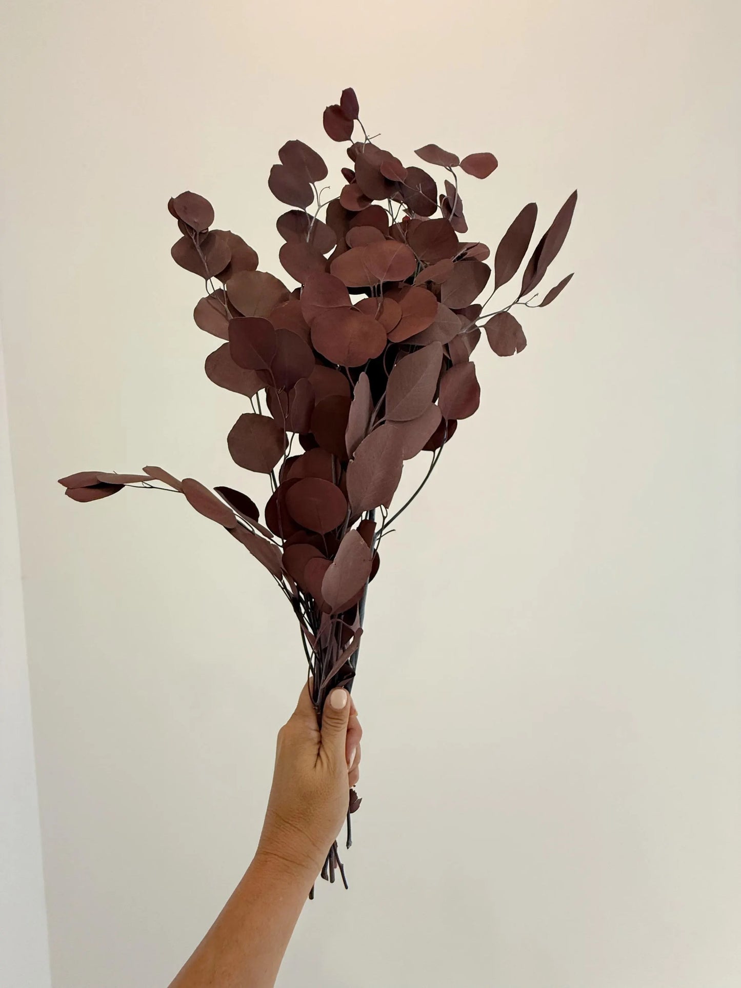 Burgundy Eucalyptus Stem – Dried Floral Arrangement