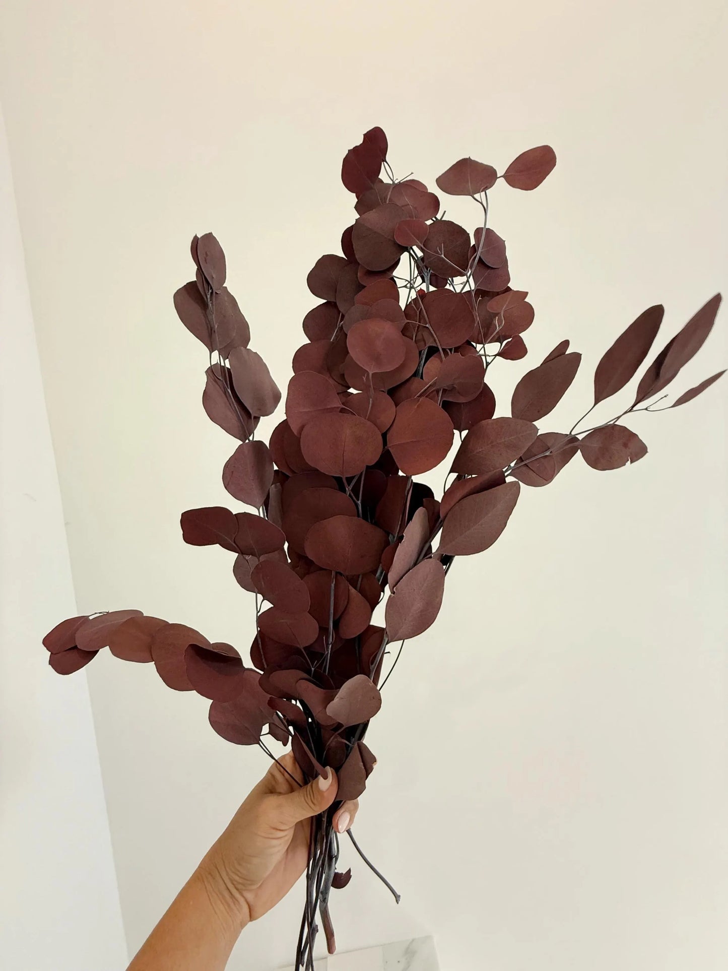 Burgundy Eucalyptus Stem – Dried Floral Arrangement