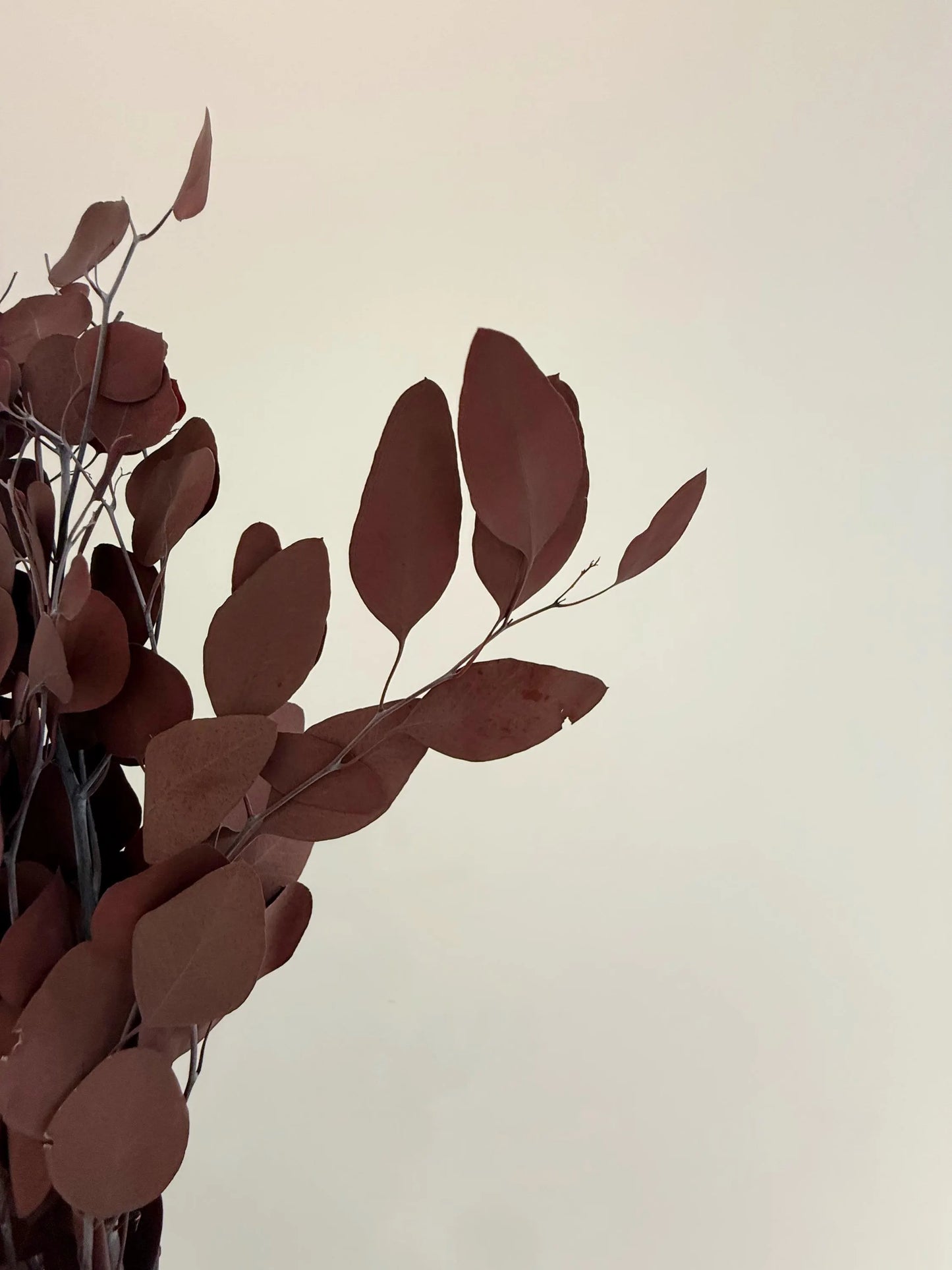 Burgundy Eucalyptus Stem – Dried Floral Arrangement
