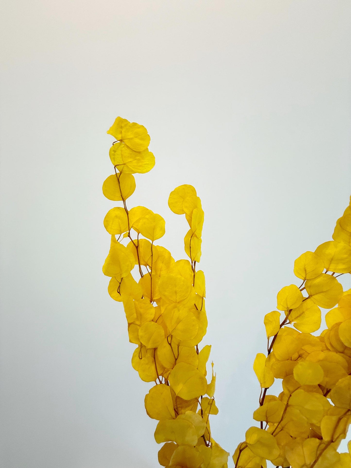 Yellow Eucalyptus Stem – Dried Floral Arrangement