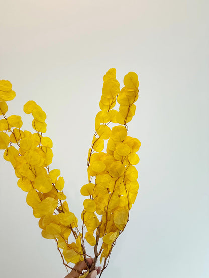 Yellow Eucalyptus Stem – Dried Floral Arrangement